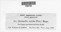Anthracoidea caricis image
